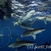 shark_silky_far_jar_h_0317_cub1602.jpg